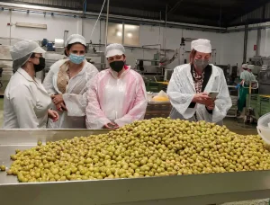 Envasado Productos Aceitunas Bravo