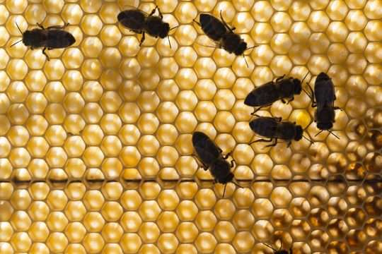 panal de abejas sierra bermeja