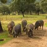 ham, pigs, pork, hams, dehesa, jabugo, guijuelo, the los pedroches, jamon, estremadura, acorn, jamon iberico, ham belllota, pata negra, serrano ham, spain, cork, animals in freedom, mediterranean forest, dehesa, dehesa, dehesa, dehesa, dehesa, jamon