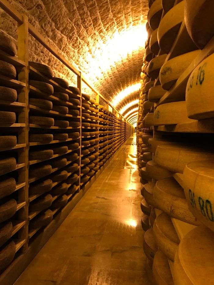 Rows of cheese aging on wooden shelves in a dimly lit storage room.